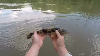 SPECIAL HUNGARIAN FISH .3 CATFISH ALSO IN THE VIDEO ..THE VIDEO IS SUBTITLE. SORRY FOR THE MISTAKES.