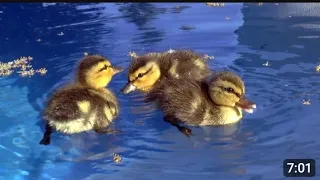Baby ducks in my pool !!! First day of life. An amazing story.l