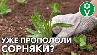 НАДОЕЛИ СОРНЯКИ?! Прополка не будет утомительна, если всегда делать так!