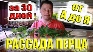 Что с моей рассадой перца? Чем подкормить? Всё про выращивание рассады перца