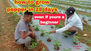 how to grow peppers in 28 days || paano palakihin ang atsal sa loob ng 28 days(gardening)