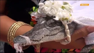 В мексиканском городе поженили двух крокодилов
