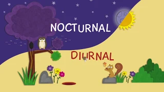 nocturnal and diurnal animals .mp4