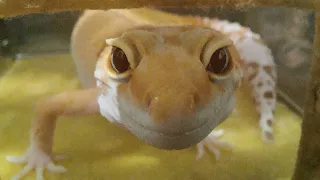 My leopard gecko - Rexy. Eublefar edit.