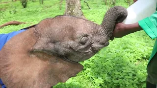 Rescue of Orphaned Elephant Mokogodo | Sheldrick Trust