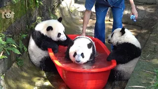 Summer Time, Let's Bath Again! (Chong Chong and friends) 🛀💝🥰🐼🐼| Adorable Panda