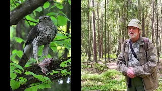 Орнитологические экскурсии в окрестностях Санкт-Петербурга. Часть 5. Ястреб-тетеревятник