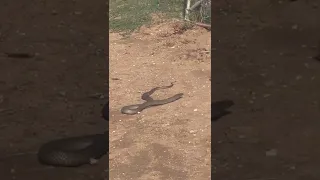 A nice big brown snake… crikey!