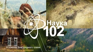 Наука 102 - В поисках благородного оленя, тайные маршруты заповедника