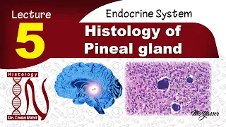 Pineal gland 2022-Histology-Endocrine module