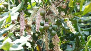 Singularidades del Cultivo de Macadamia  - TvAgro por Juan Gonzalo Angel