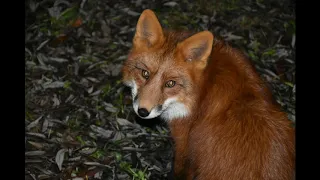 Мир диких животных. Налибокская пуща  / Wild animals. Naliboki forest