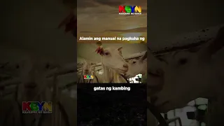 KBYN: Proseso sa manual na pagkuha ng gatas ng kambing