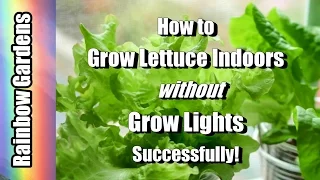 How to Grow Lettuce / Herbs Indoors without Grow Lights