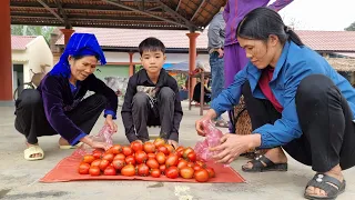 Poor boy - Harvesting tomatoes to sell at the market | Feed pigs and ducks | Cooking outdoors