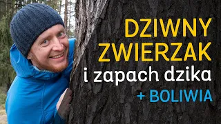 Dziwny zwierz, wywąchiwane dzików i... turyści. 🌲Opowieści różnej treści - odc.01