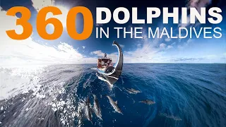 Nature 360 video 4k | Dolphins in the Maldives