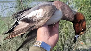Duck Hunting S1E03 | River Kabul