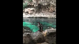 LORO PARQUE, TENERIFE, PENGUIN #shorts