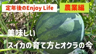 定年後のEnjoyLife 農業編　美味しいスイカの育て方とオクラの今