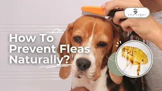 Natural Flea Prevention? Dr. Nicole Shares INSIGHTS for Natural Solutions