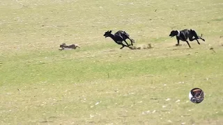 Galgos y liebres temporada 2017 / Greyhounds vs Hares