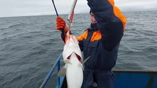 Рыбалка на треску. (Баренцево море). [Дальние Зеленцы].