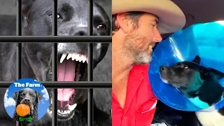A Mysterious Condition was Making this Shelter Dog Aggressive | The Farm for Dogs