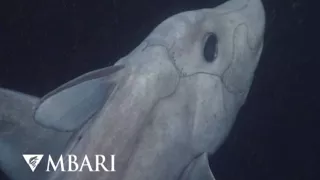 Rare 'Ghost Shark' caught on camera