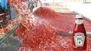 HOW Farmers HARVEST millions of TONS of TOMATOES to make TOMATO SAUCE