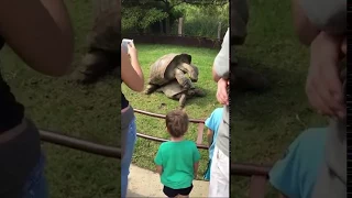 Tortoises Get Frisky In Front Of Zoo Visitors