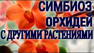 СИМБИОЗ ОРХИДЕЙ И ДРУГИХ РАСТЕНИЙ! О ЧЕМ ГОВОРЯТ НАШИ ОРХИДЕИ? ОДНА ХОРОШО, А ВМЕСТЕ ЛУЧШЕ!  ОБЗОР!!