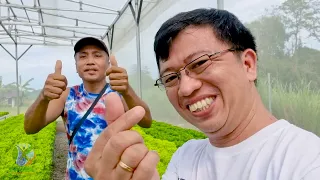B-Farm Lettuce