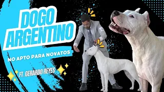 Dogo Argentino, 10 razas para crear a este súper perro. Los RecomendaDogs Ep 6