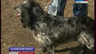 Вести Дежурная часть Псков. Соревнования кинологов.