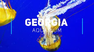 Georgia Aquarium - Relaxing underwater world | 4K video