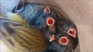 canário da terra machinho e as duas fêmea cuidando dos filhotes