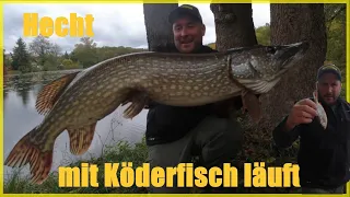 Hechtangeln mit Köderfisch und Pose im Herbst erst Katastrophe und dann das ...... #deadbait