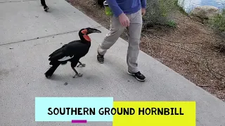 Digital Safari: Aja the Southern Ground Hornbill Walks Around the Phoenix Zoo