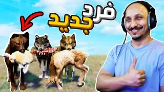 حياة الذيب #3 | إنضمام ذيب جديد الى القطيع WolfQuest: Anniversary Edition