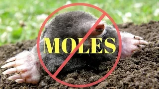 How to kill Moles in the Garden or Yard