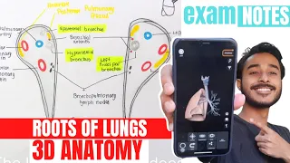 Structure in root of lungs | Root of lungs anatomy