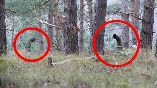 5 Beängstigende Dinge die im Wald gefunden wurden!