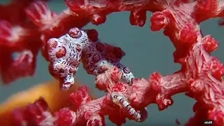 Sea Animal Camouflage | Wild Indonesia | BBC Earth