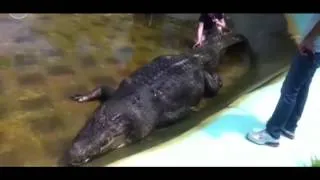 World's largest captive crocodile dies in Philippines