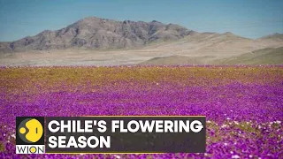 WION Climate Tracker: Chile's Atacama desert flowering season, a climatic phenomenon
