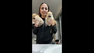 Most Famous Pomeranian TikTok Compilation 2021   Dogs of TikTok