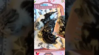 OMG So Cute Cats & Kittens ♥ The Best Funny Cute Cat Videos 💗 2021 #short #28