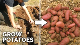 EASIEST Way to Grow Potatoes | Seed to Harvest to Kitchen 🥔