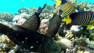 Подводный мир Макади, Красное море, Египет  Underwater World of Makadi, Egipt 2015  4K 1